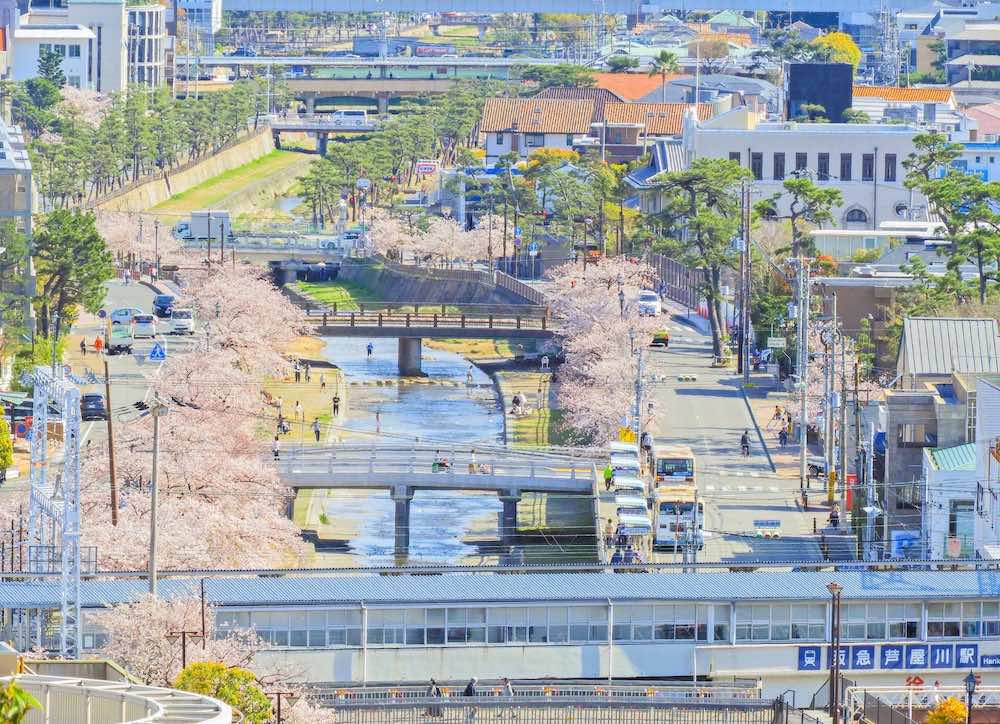 芦屋市　桜並木