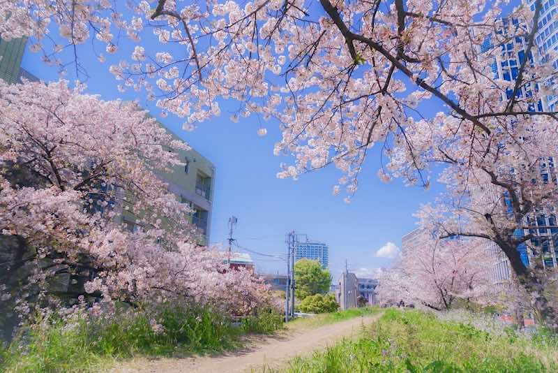 玉川地域　桜